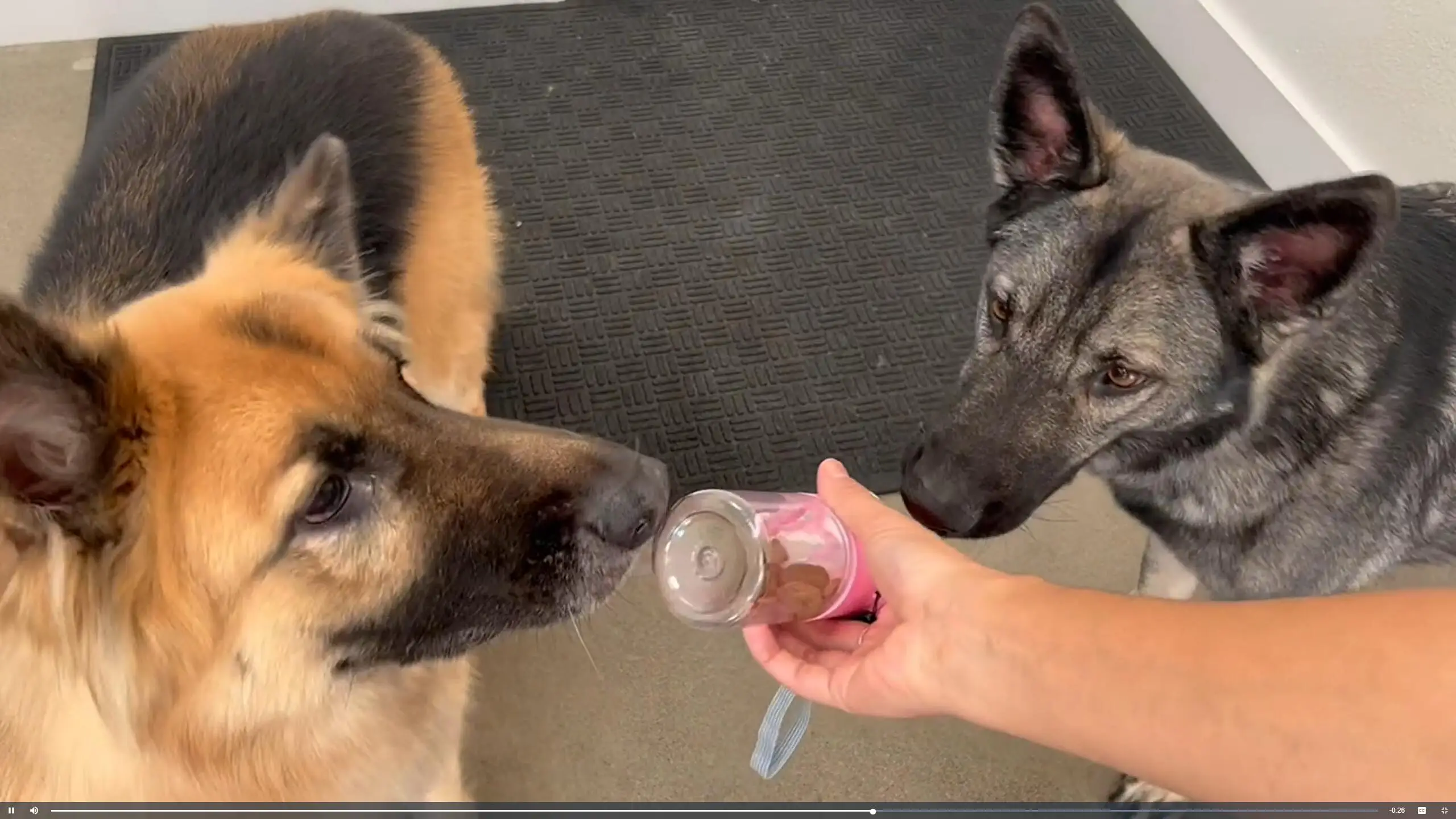 Handheld Dog Food & Treat Dispenser Training Pouch for Small Breeds Dogs Canine Training Aids and Behavior Accessories Supplies