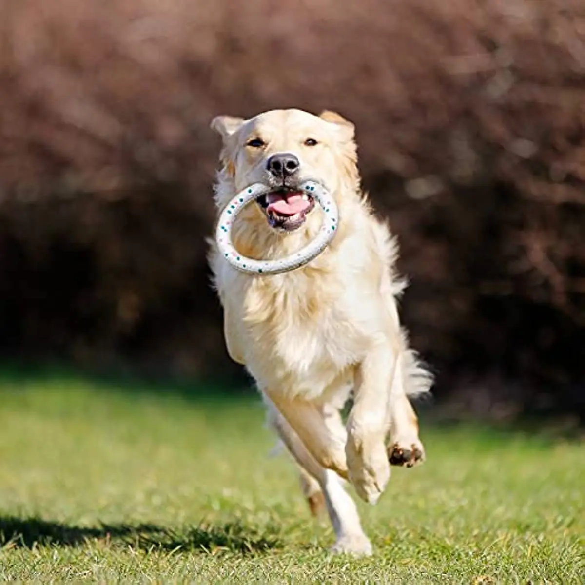 Dog Bite Ring Toys for Aggressive Chewers DurableDog Bite Ring Toys for Small Medium Dogs To Fetch Chew Play Dog Accessories Dog Bite Ring Toys for Aggressive Chewers DurableDog Bite Ring Toys for Small Medium Dogs To Fetch Chew Play Dog Accessories