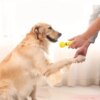 1 piece pet dog toy barbell with paw print multi-color optional sound latex toy chewing molar stick dog toy