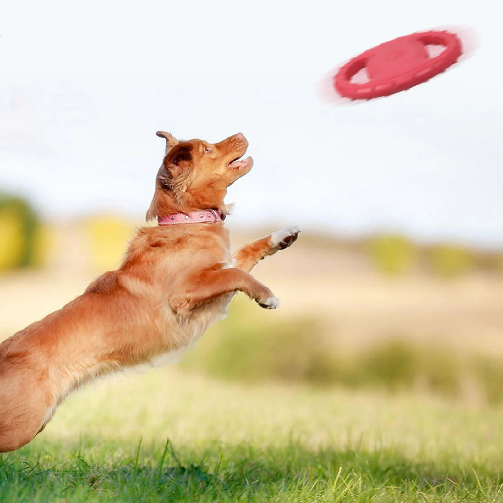 Pet Dog Flying Disc EVA Dog Training Ring with Double Handles Dog Flyer Toys for Outdoor Activity Toy