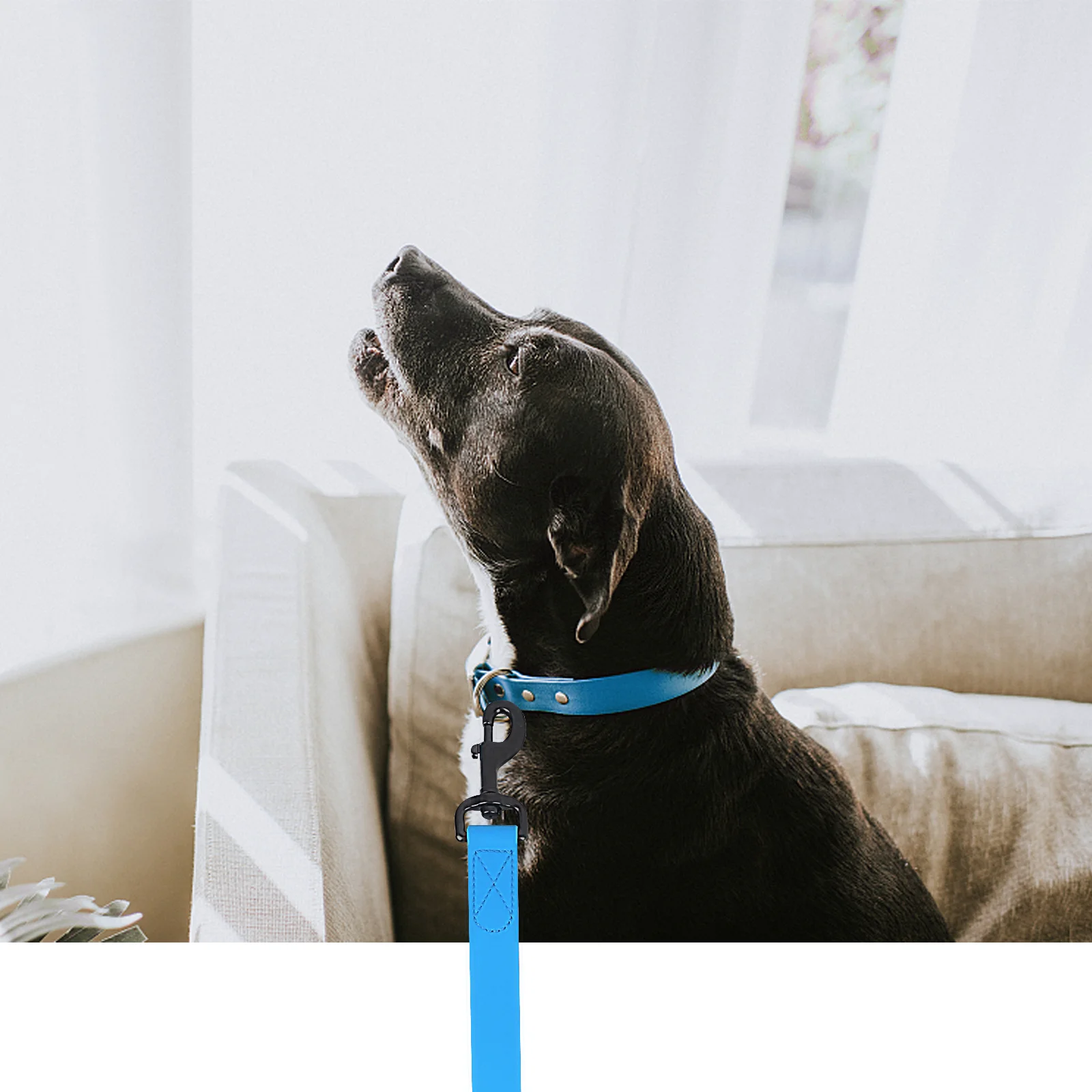 1.5m/3m/5m/10m Strong 2.5cm Width PVC Dog Leash Multicolor Durable Waterproof Dog Training Leash for Dogs 1.5m/3m/5m/10m Strong 2.5cm Width PVC Dog Leash Multicolor Durable Waterproof Dog Training Leash for Dogs