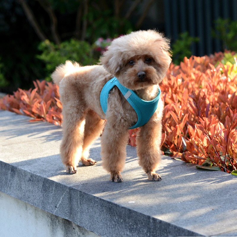 Dog Harness Vest Adjustable Pet Walking Lead Leash Puppy Cat Collars Harness for Small Medium Dog Pet Harness Accessories