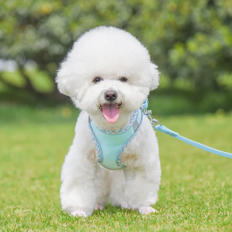 Outdoor Walking Pincher Dog Harness and Leash Set for Small Medium Dogs Chihuahua mascotas Vest Harnesses Pomerian Accessories Outdoor Walking Pincher Dog Harness and Leash Set for Small Medium Dogs Chihuahua mascotas Vest Harnesses Pomerian Accessories
