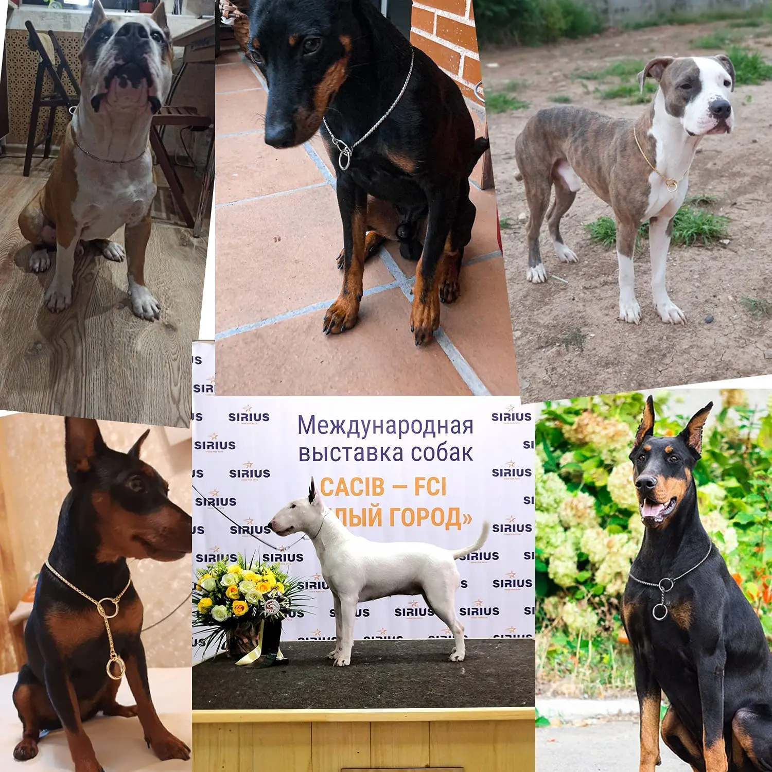 Gold Black Silver Dog Chain Collar Choke Pet Training Snake Collar with Heavy Links Plated Copper Pet Show Slip Collar for Dogs Gold Black Silver Dog Chain Collar Choke Pet Training Snake Collar with Heavy Links Plated Copper Pet Show Slip Collar for Dogs